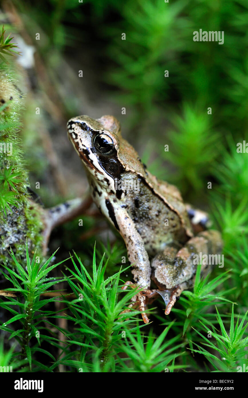 Moor-Frosch (Rana Arvalis) sitzen in Moos Stockfoto