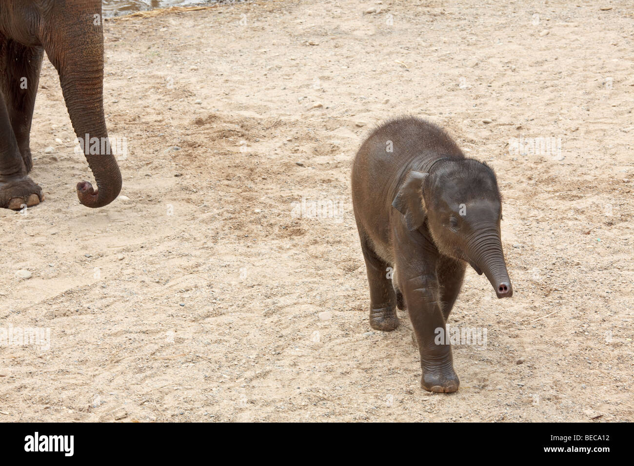 Niedliche Baby-Elefant mit seiner Mutter Kopf im Hintergrund ausgeführt. Horizontale. Stockfoto