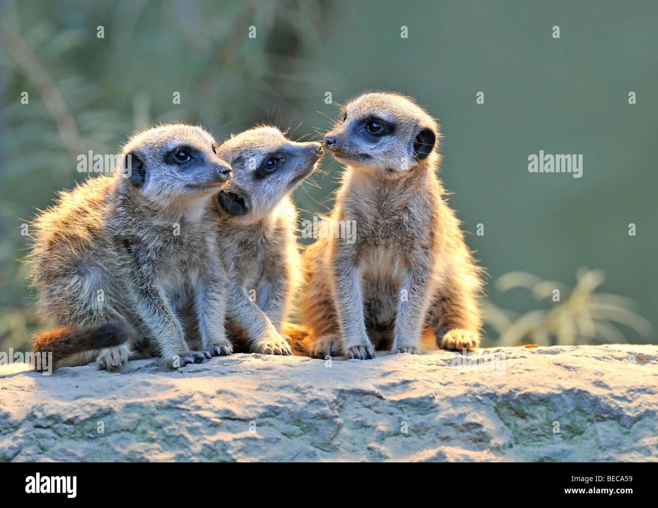 Erdmännchen (Suricata Suricatta), drei Jungtiere Stockfoto