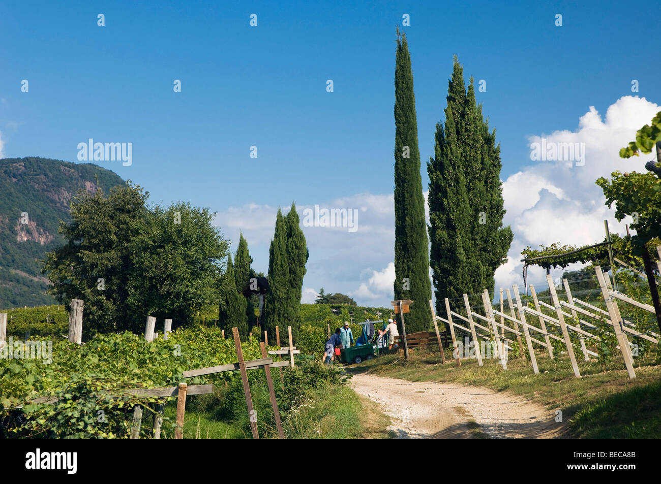 Weinberge, Zypressen, Kaltern oder Kaltern Südtirol, Trentino, Alto Adige, Italien, Europa Stockfoto