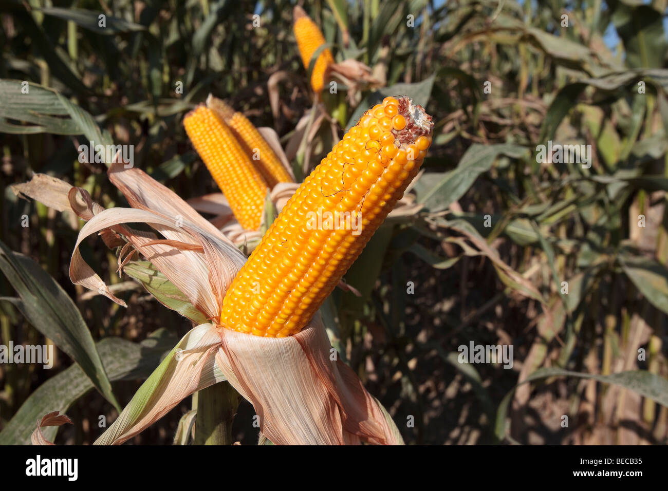 Maiskolben auf Maispflanze Stockfoto