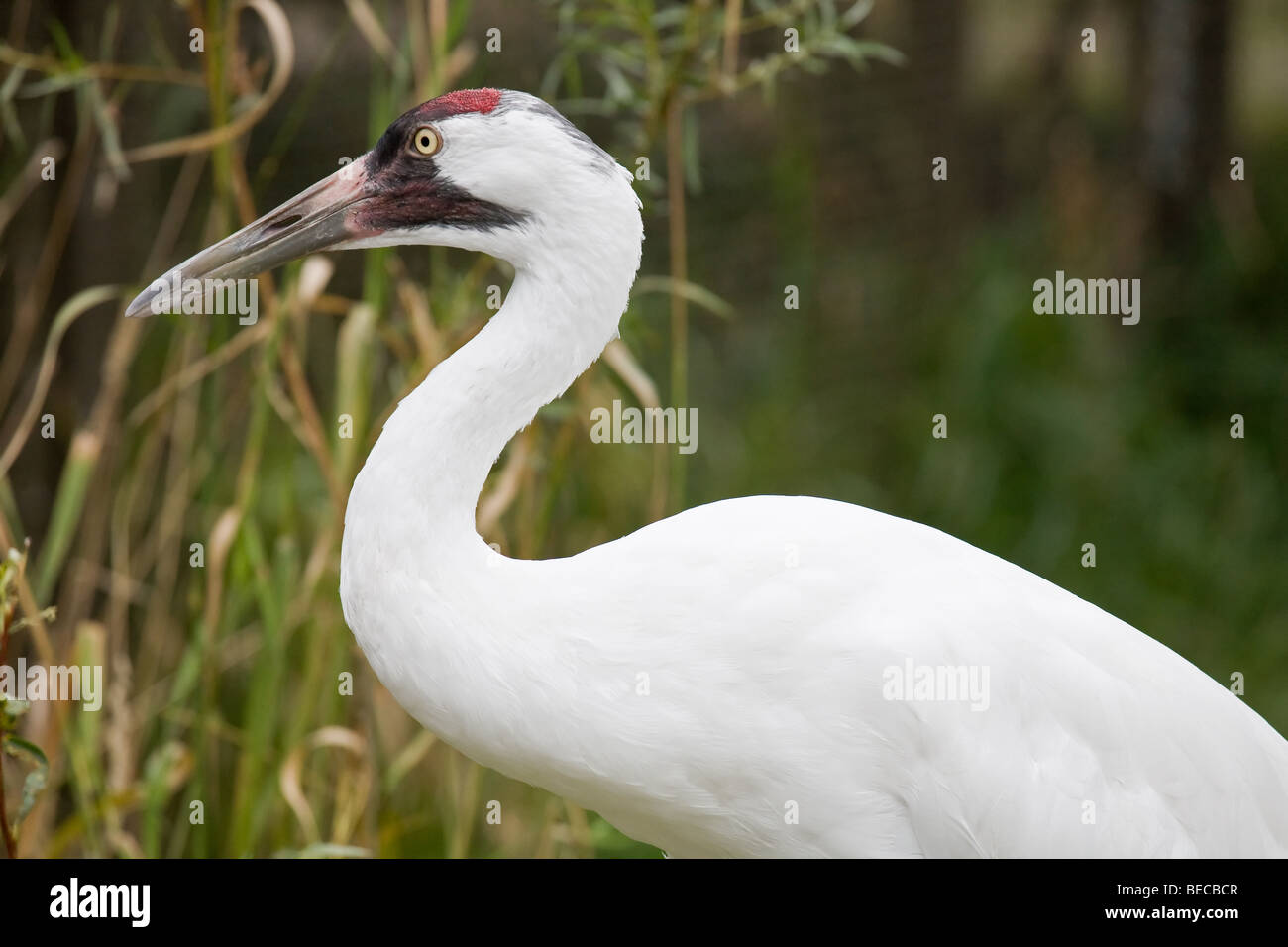 Eine vom Aussterben bedrohte Schreikranich Stockfoto