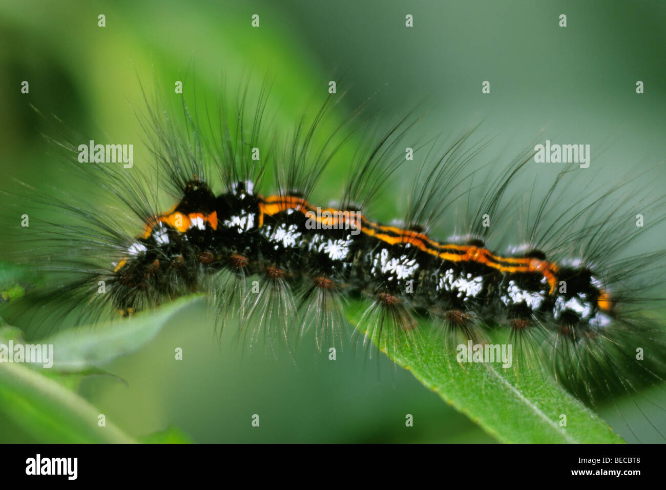 Gelb-Tail (Euproctis Similis), Raupe Stockfoto