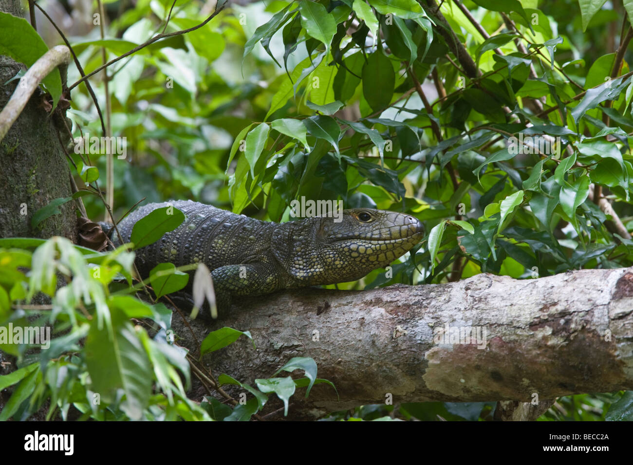 Napo Wildlife Center Yasuni Nationalpark Amazonas-Regenwald Ecuador Südamerika Stockfoto