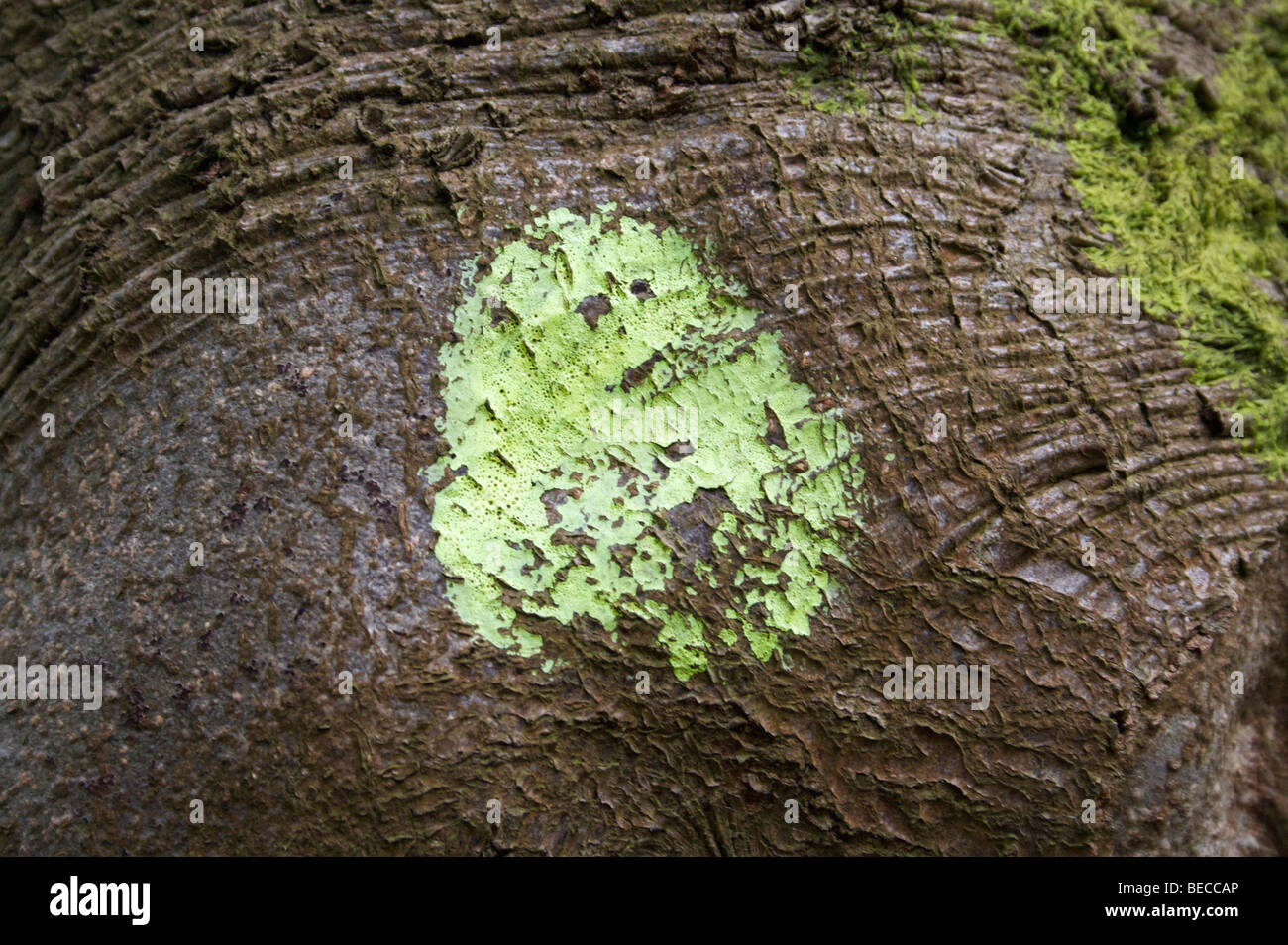 Flechten auf Baumrinde Stockfoto