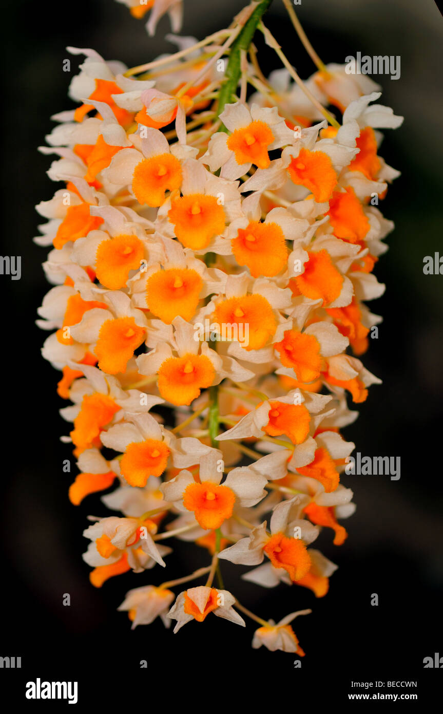 Orchidee blüht: Weiß orange Dendrobium thyrsiflorum Stockfotografie - Alamy