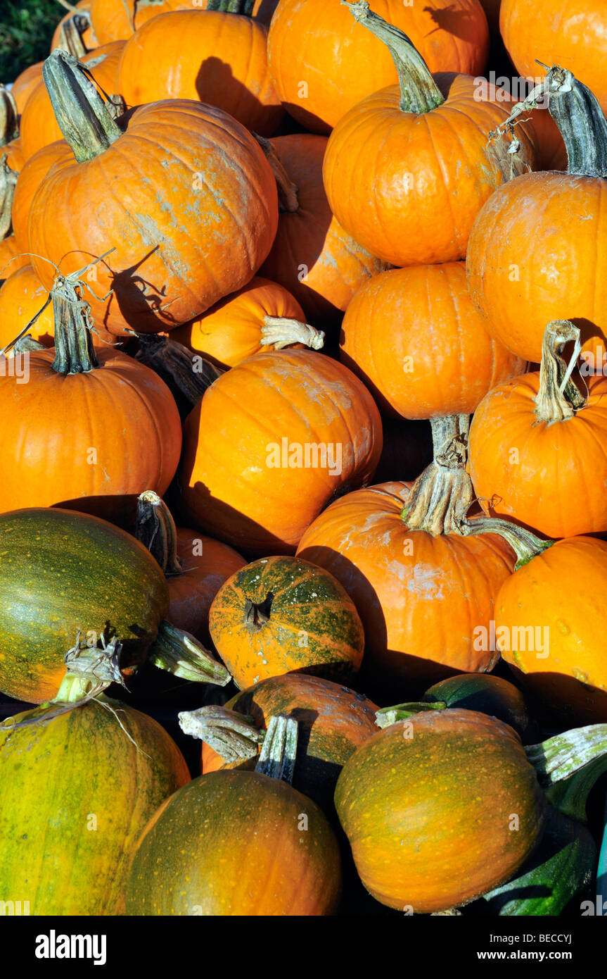 Haufen von Frische Kürbisse am Hof stehen im Herbst Stockfoto