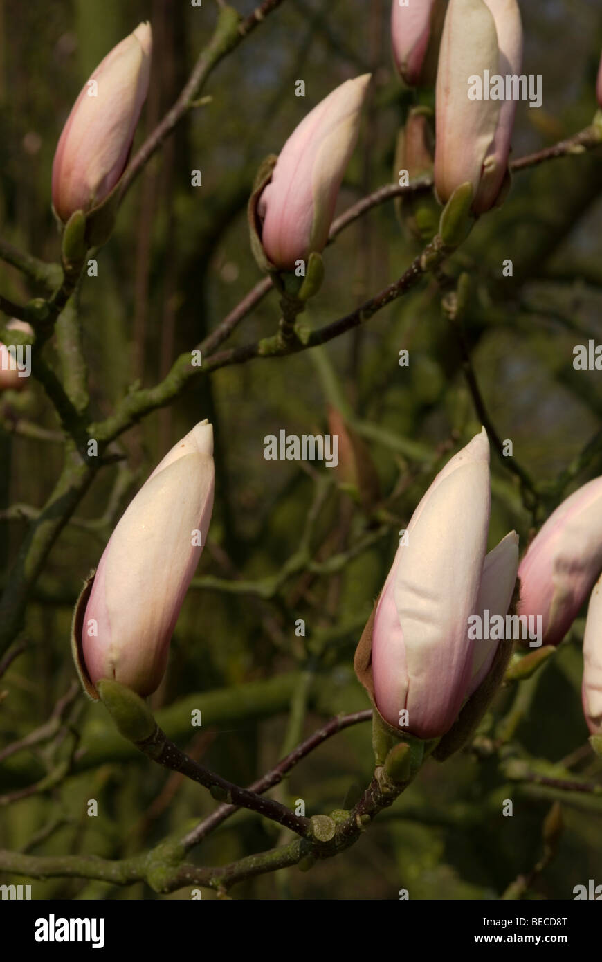 Magnolie (Gresham-Hybriden) "Peppermint Stick" Stockfoto