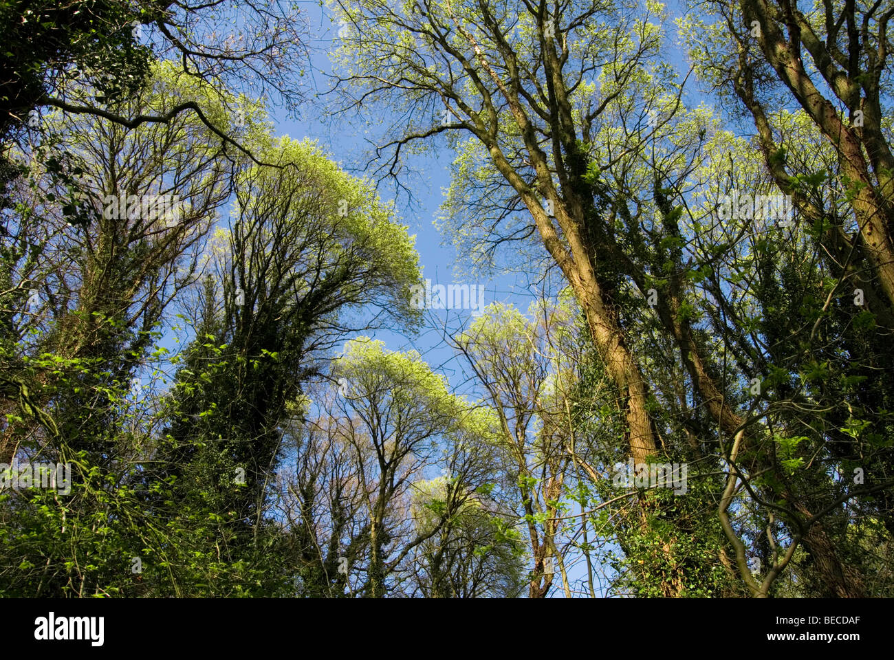 Wych Ulmen (Ulmus Glabra) in Saatgut Stockfoto