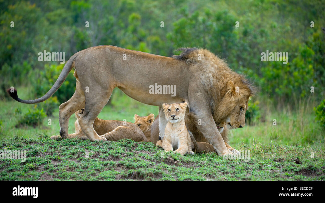 Löwe (Panthera Leo), soziales Verhalten in einer Packung, zwei Löwen mit jungen, Masai Mara National Reserve, Kenia, Ostafrika Stockfoto