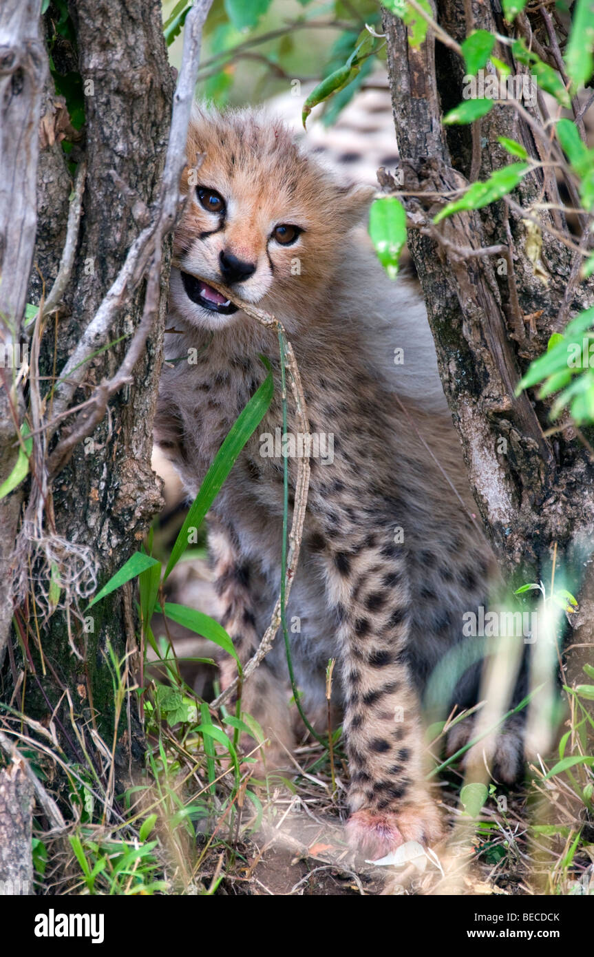 Gepard (Acinonyx Jubatus), Jungtier, Masai Mara National Reserve, Kenia, Ostafrika Stockfoto