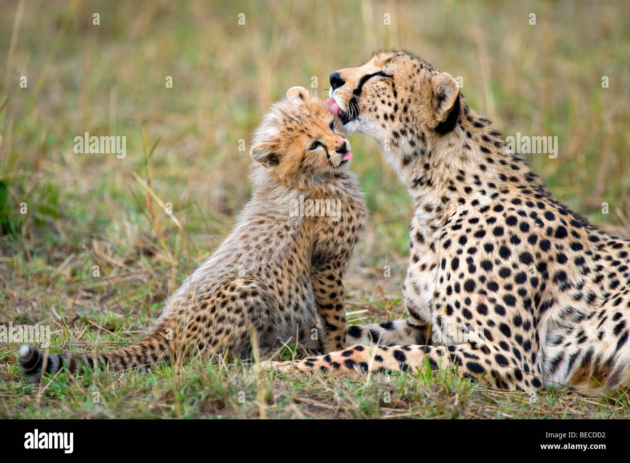 Gepard (Acinonyx Jubatus), weibliche Reinigung Cub, Masai Mara National Reserve, Kenia, Ostafrika Stockfoto