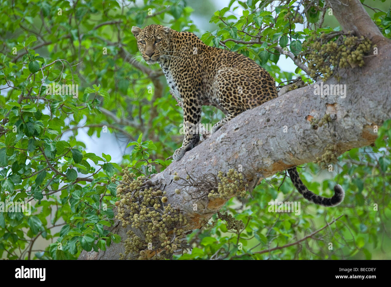 Gepard (Panthera Pardus), Masai Mara National Reserve, Kenia, Ostafrika Stockfoto