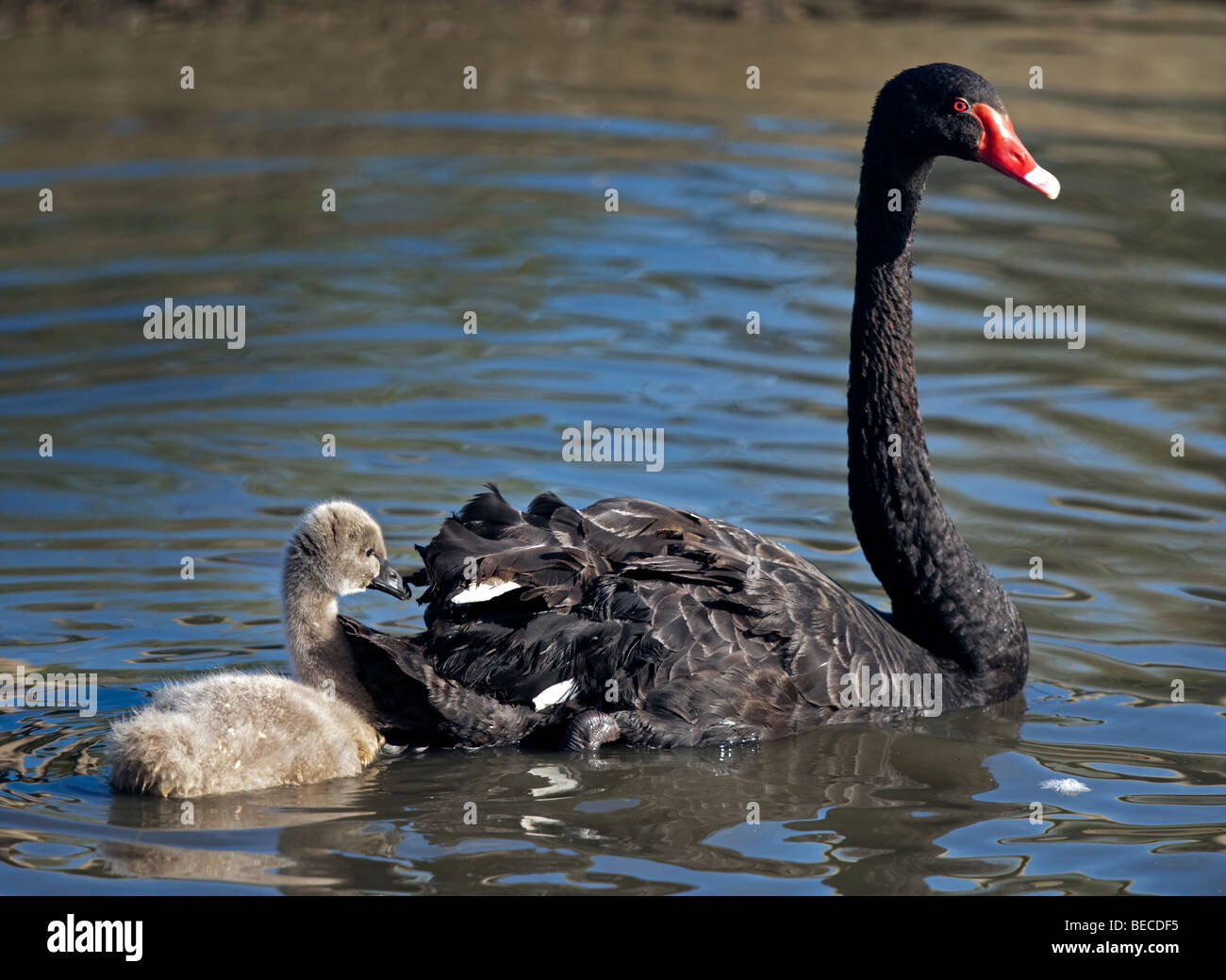 Australische Black Swan und Cygnet (Cygnus olor) Stockfoto