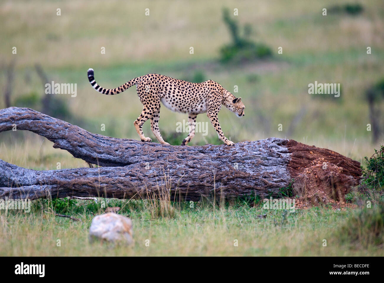 Gepard (Acinonyx Jubatus), zu Fuß auf einem abgestorbenen Baum, Masai Mara National Reserve, Kenia, Ostafrika Stockfoto