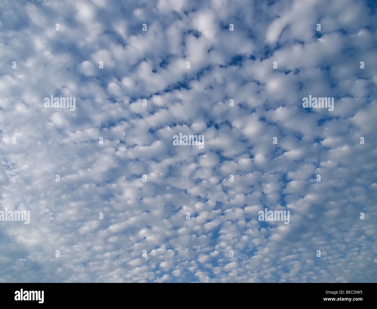Kleinen Cumulus Wolken Les Pieux, Normandie, Frankreich Stockfoto