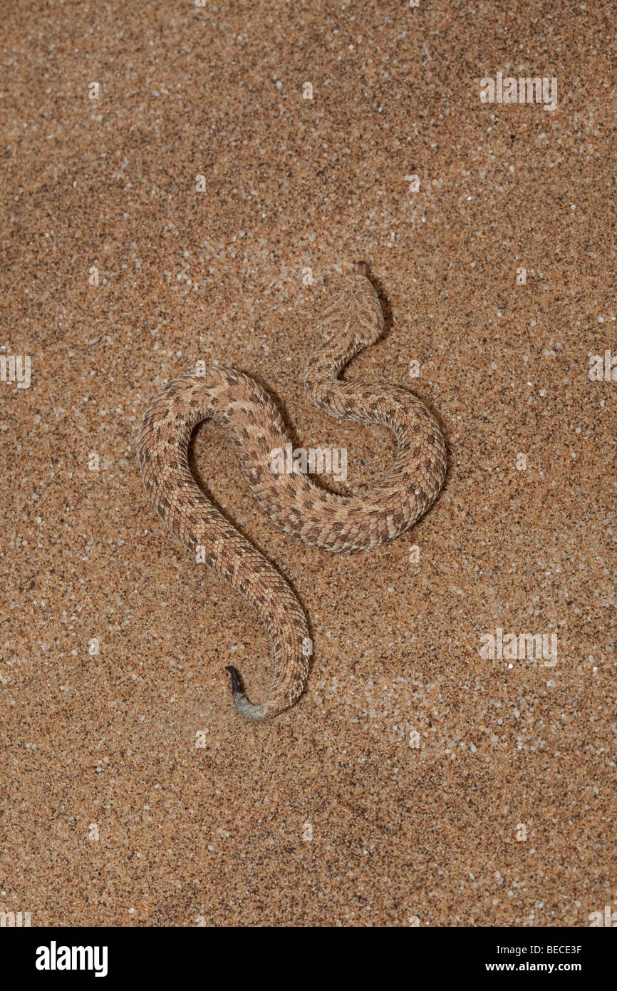 Peringuey Addierer, Bitis Peringueyi, Schlurfen in Sand, in der Nähe von Swakopmund, Namibia Stockfoto