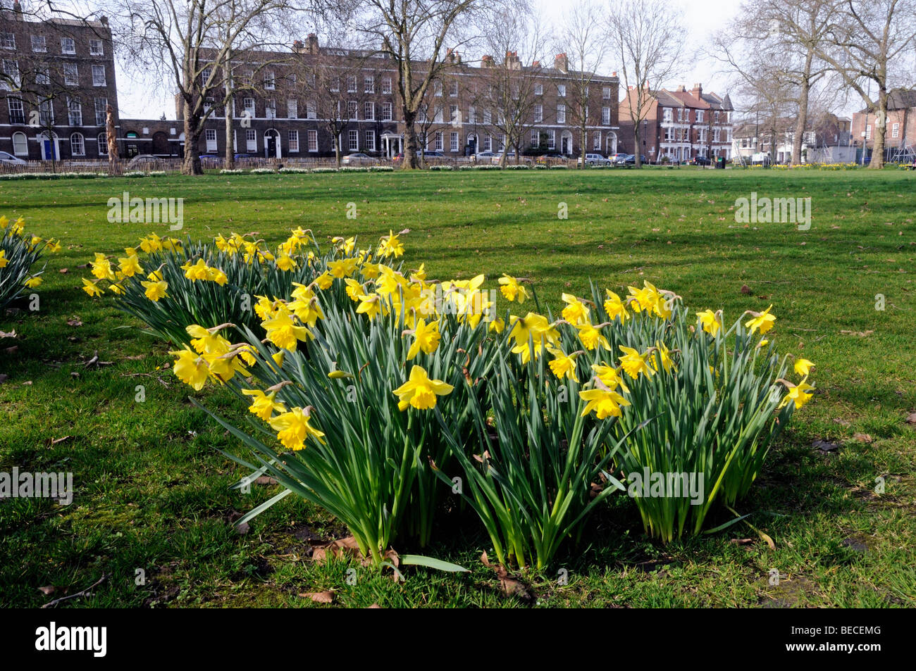 Narzissen, Highbury Fields Spring Islington London England Großbritannien Stockfoto