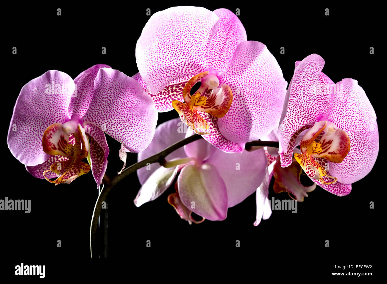 Orchidee (Phalaenopsis) Stockfoto