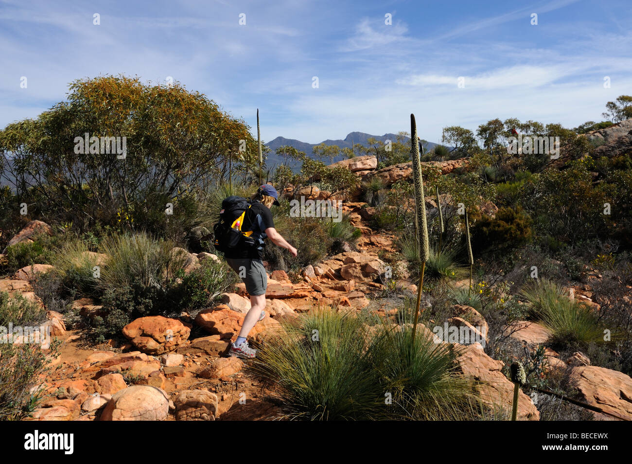 Frau Wandern am Wilpena Pound, Flinders Ranges, South Australia Stockfoto