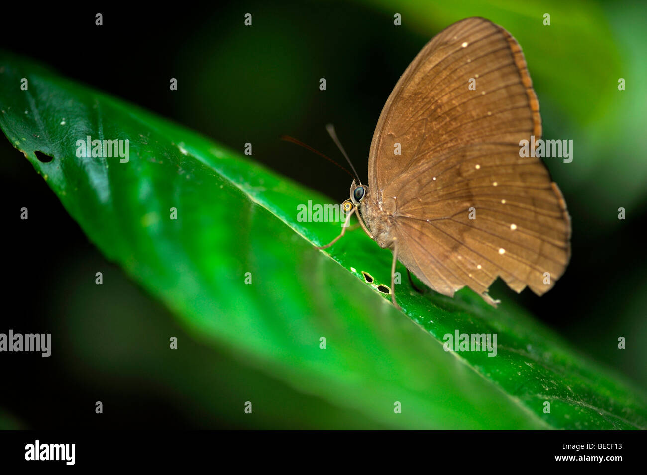 Schmetterling, Cuc Phuong Nationalpark, Ninh Binh, Nord-Vietnam, Südostasien Stockfoto