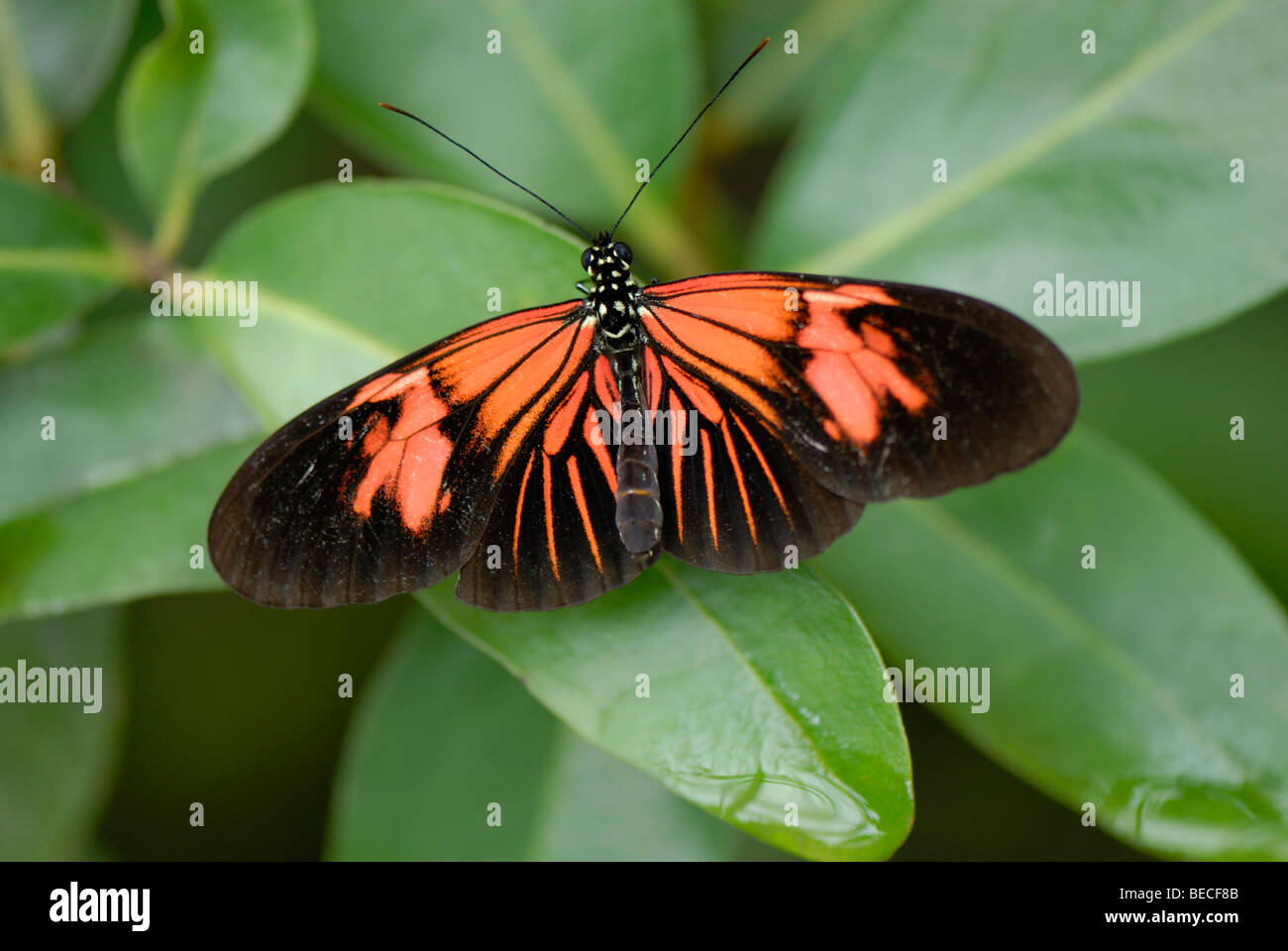 Postbote Schmetterling (Heliconius Melpomene), ursprünglich aus Südamerika, Botanischer Garten München-Nymphenburg Stockfoto