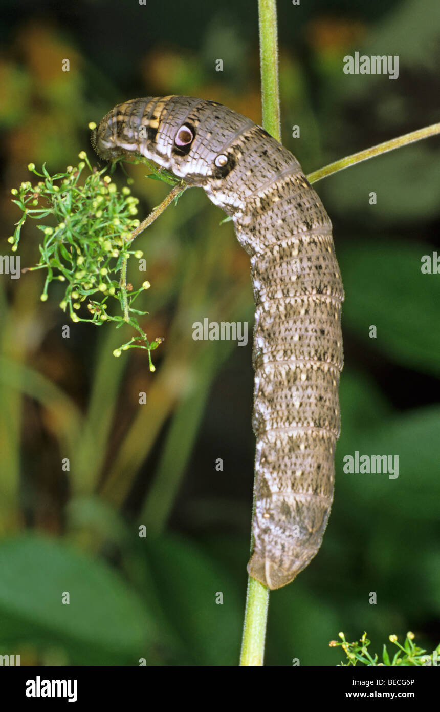 Kleine Elefanten Hawk-Moth (Deilephila Porcellus), Raupe, die Fütterung auf Beil Stockfoto