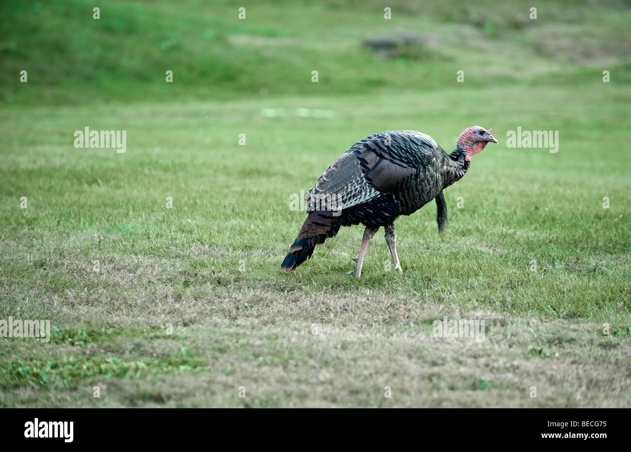 Türkei-Vogel Stockfoto