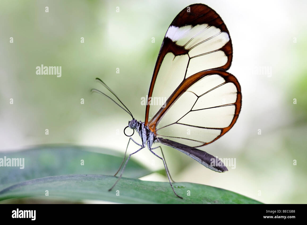 Glasswing (Greta Oto), südamerikanisch Schmetterling Stockfoto