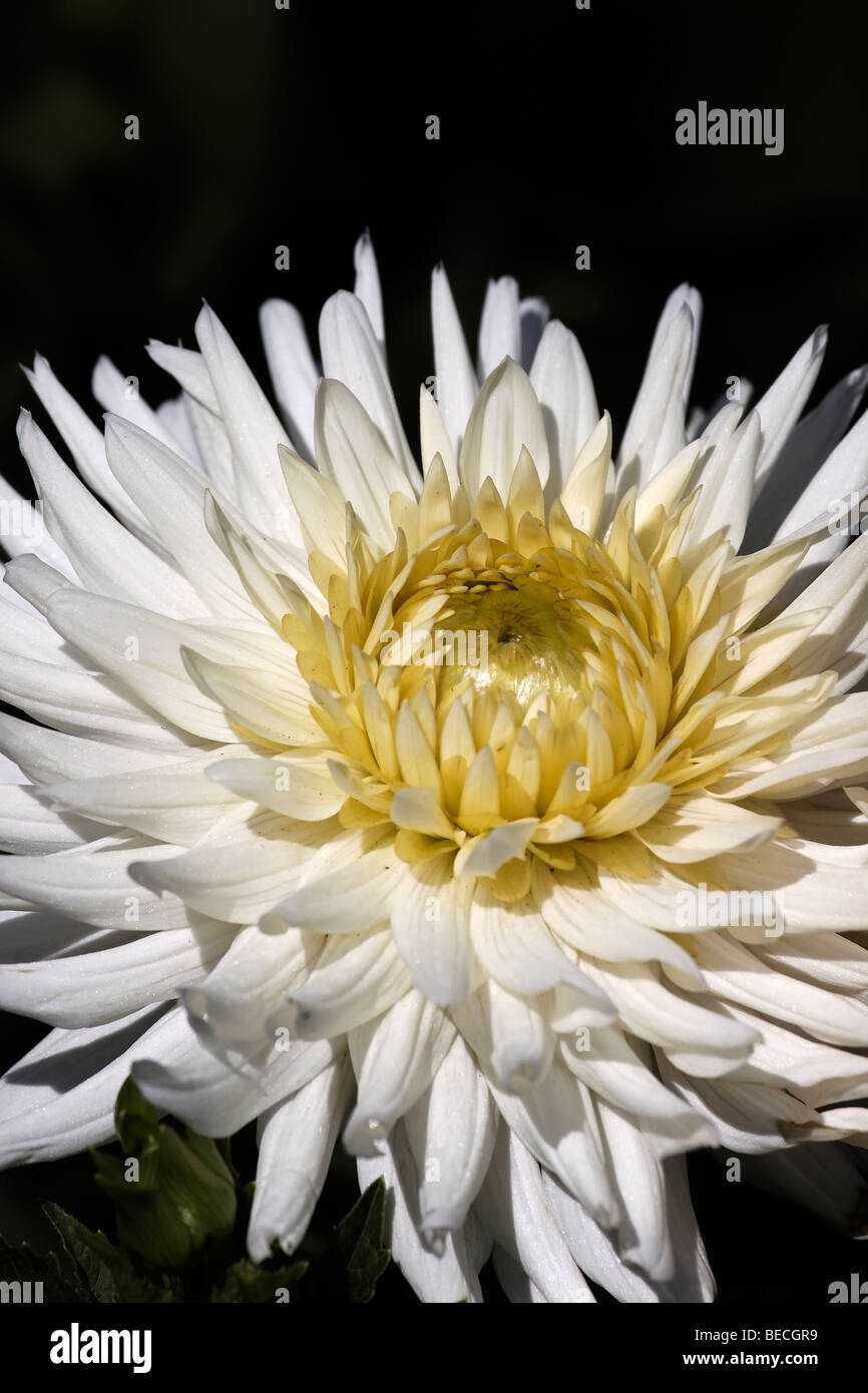 Nahaufnahme einer Rock laufen Elva Dahlie Blüte Stockfoto