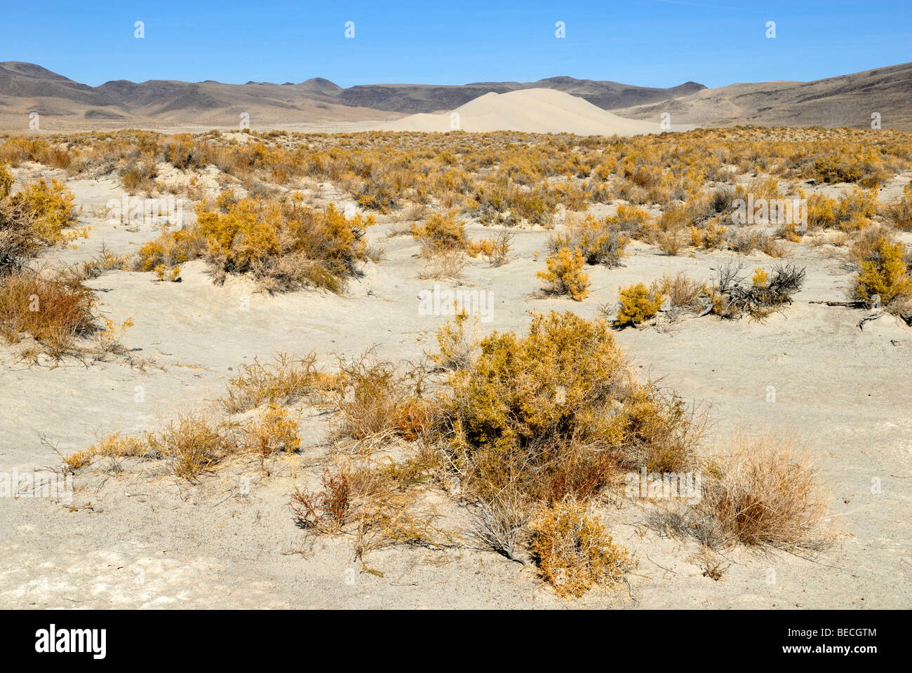 Wüstenlandschaft mit Sand Berg in der Nähe von Fallon, Nevada, USA Stockfoto