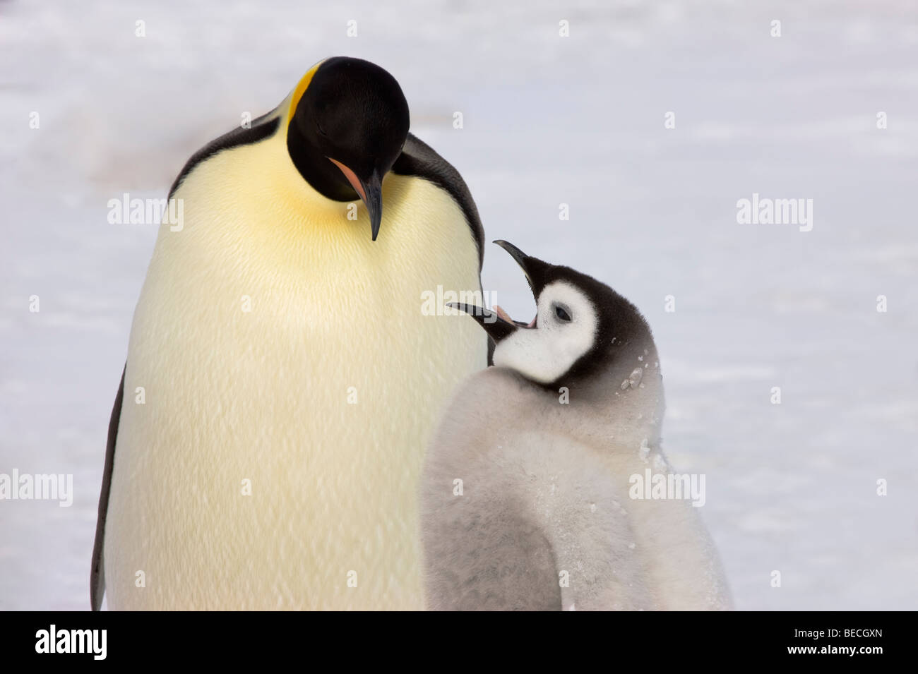 Lustige Tiere, Mutter und Baby Kaiserpinguine auf Schnee, Eis, penguin Küken Mund offen reden, Mama am Küken suchen, Snow Hill Antarktis Stockfoto