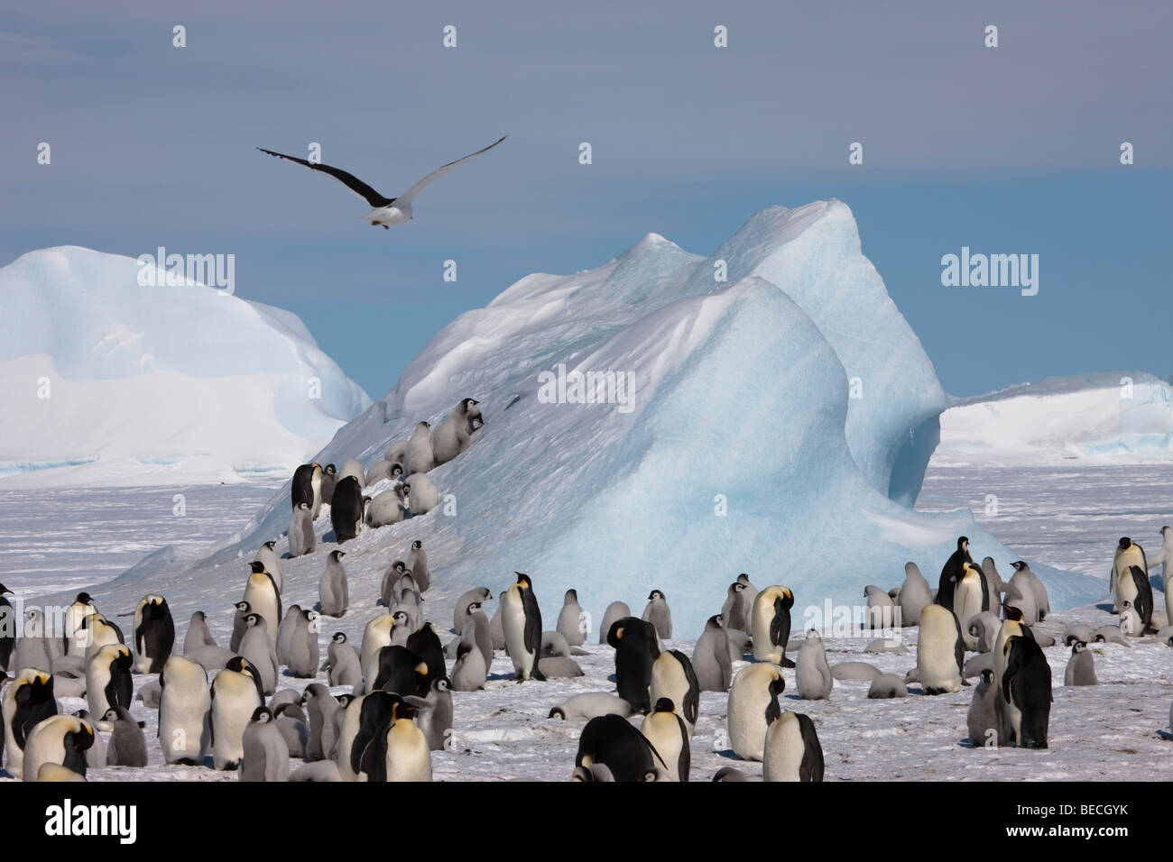 Große Kolonie Kaiserpinguine, rookery von Erwachsenen, Babys auf Schnee, Eis, Klettern blauen Eisberg Hintergrund, skua flying Overhead blauer Himmel, Platz kopieren Stockfoto