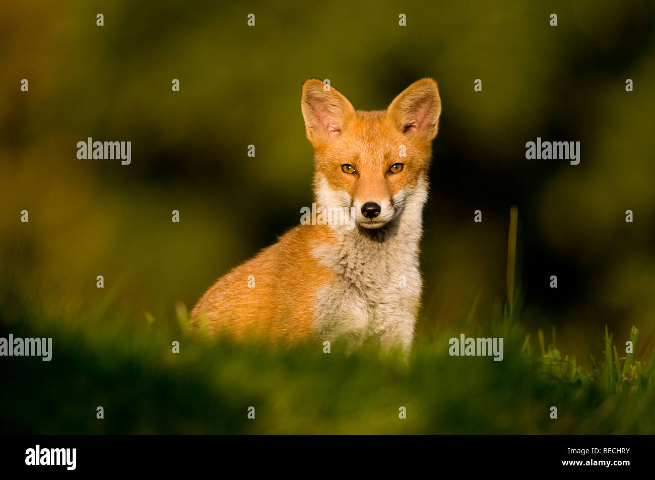 Europäischer roter Fuchs Stockfoto