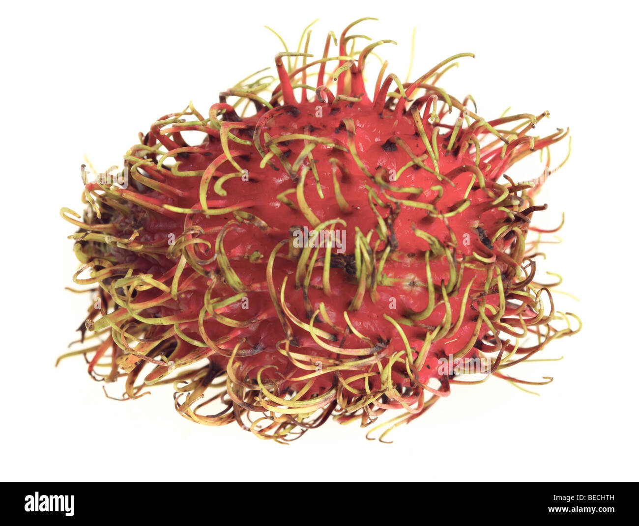 Makro einer Rambutan Frucht, ein Verwandter von Litschis, über weiße Stäbchen sind die Früchte des Baumes Napelium lappaceum Stockfoto