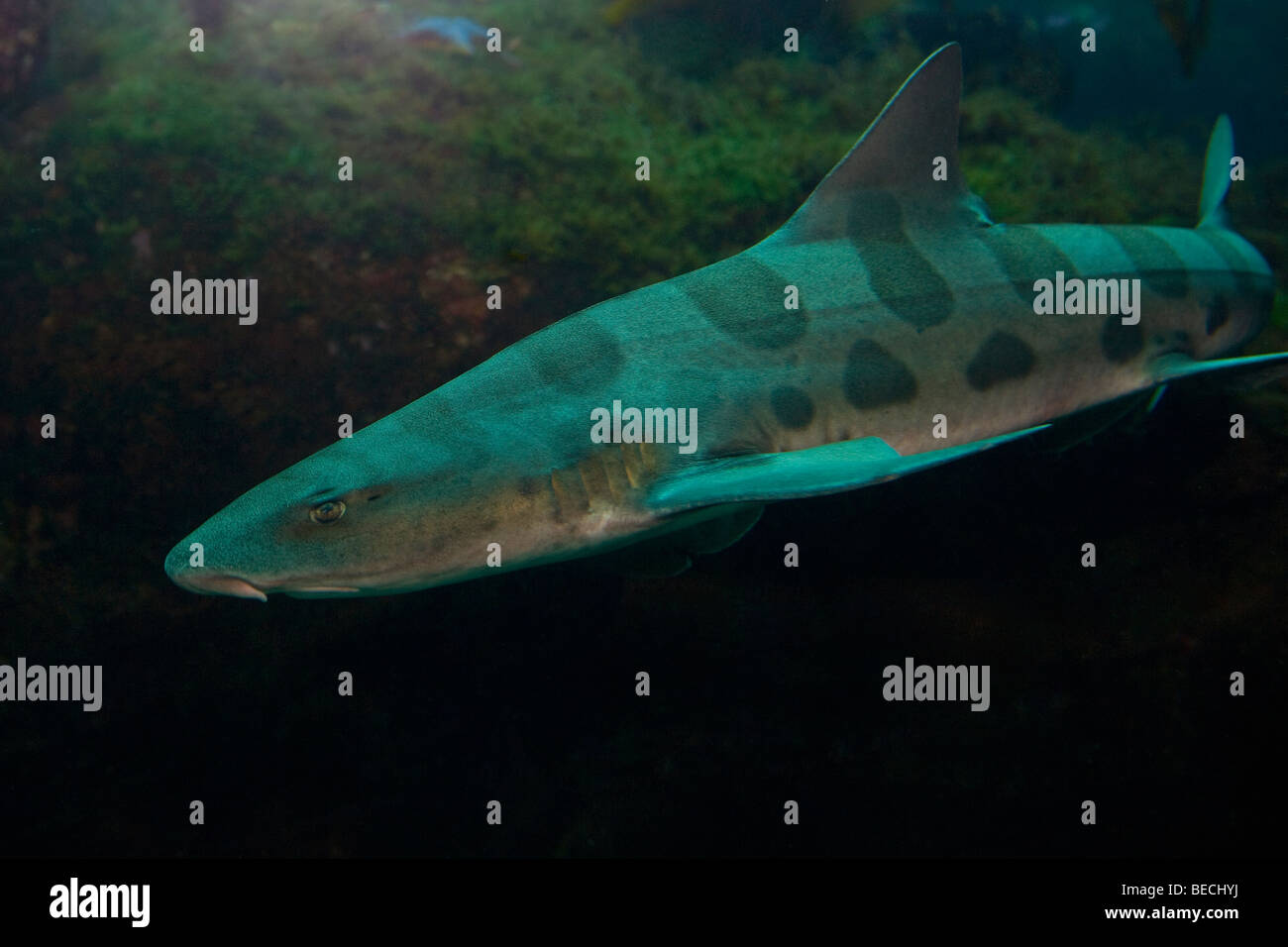 Nahaufnahme eines Fisches unter Wasser Stockfoto