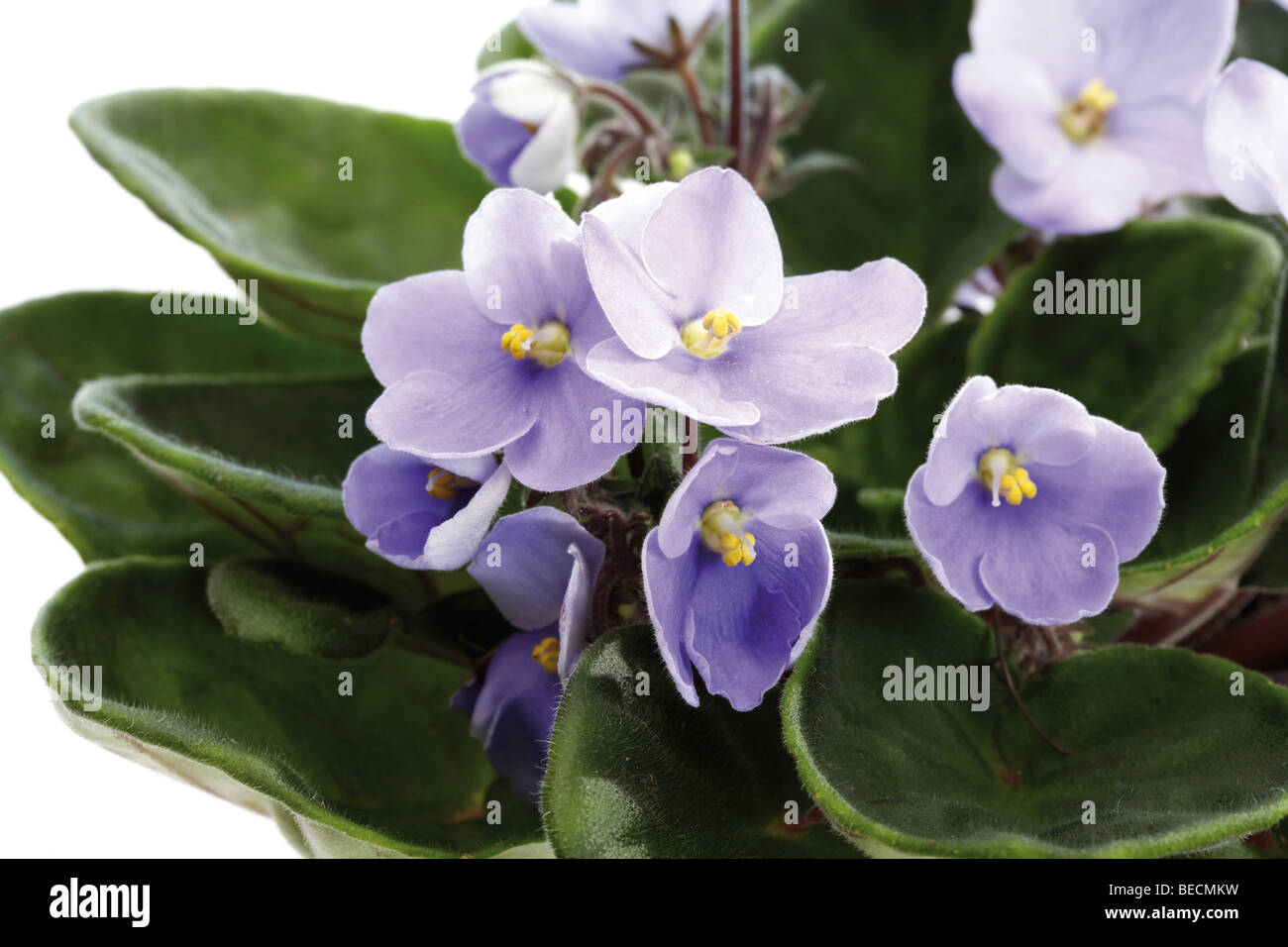 African Violet (Saintpaulia Ionantha-Hybriden) Stockfoto