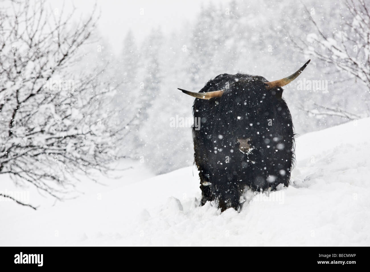 Schwarze Hochlandrinder in einem Schneesturm, Nord-Tirol, Österreich, Europa Stockfoto