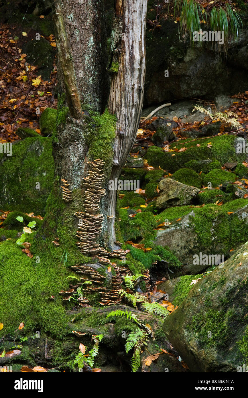 Herbst in der Steinklamm Schlucht, Spiegelau, Bayern, Deutschland, Europa Stockfoto