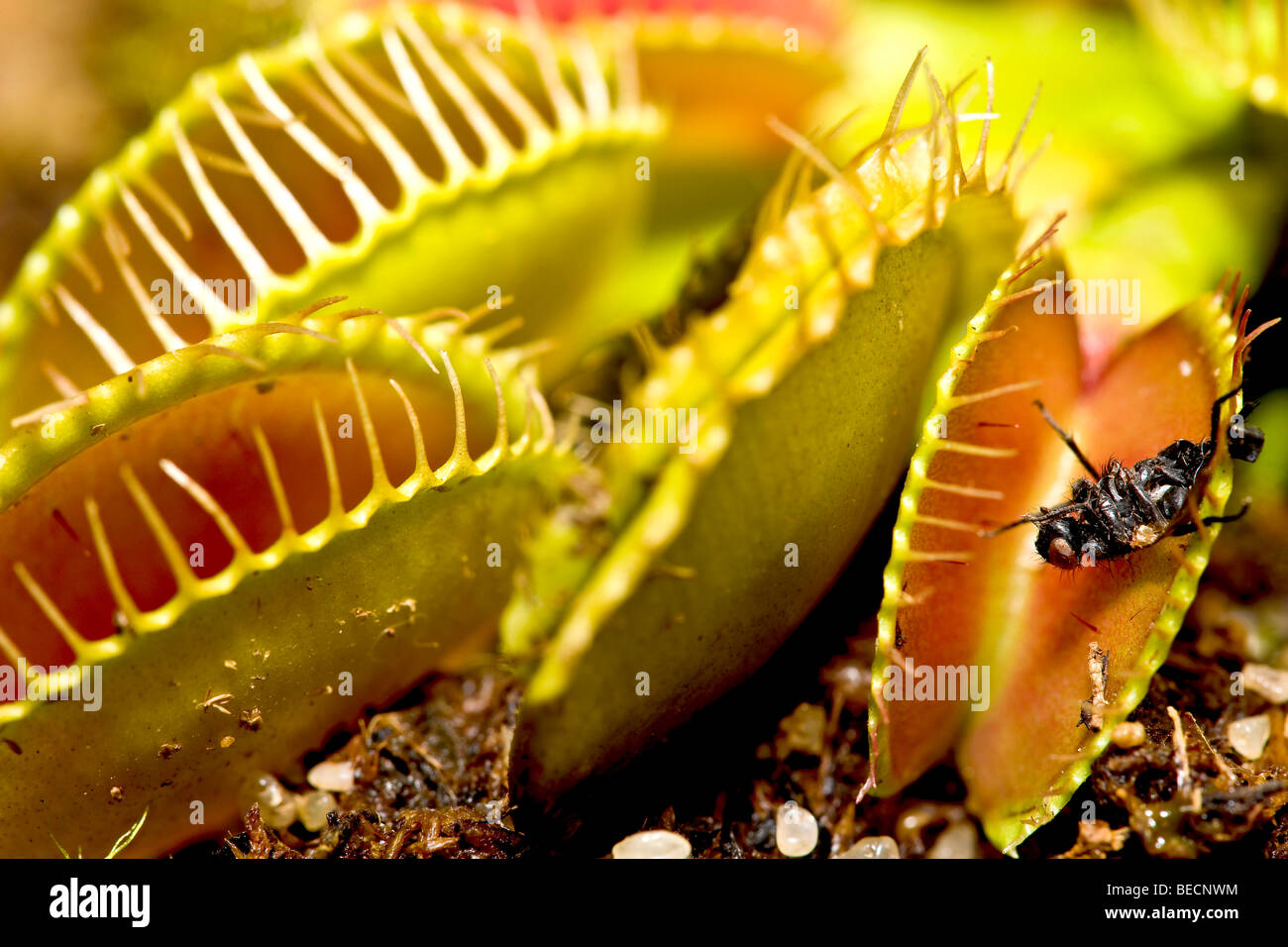 Fliegen Sie in die Venusfliegenfalle (Dionaea Muscipula) Stockfoto