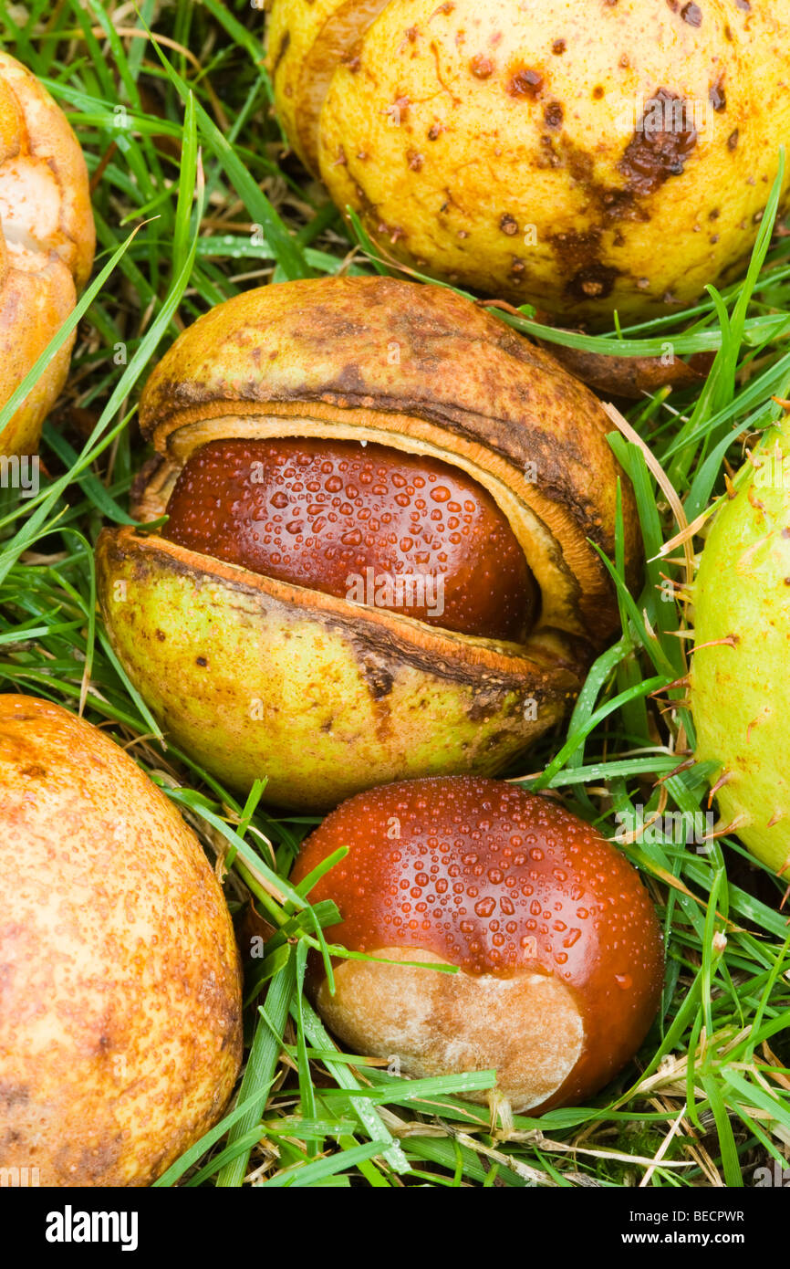 Gefallenen Conkers. Rosskastanie, Aesculus Hippocastanum. UK Stockfoto