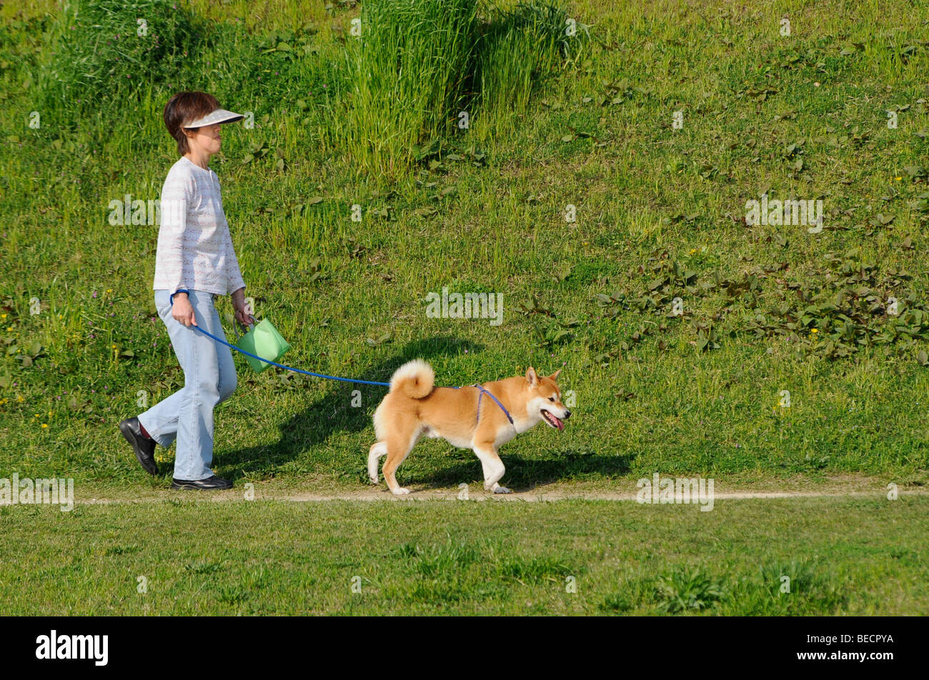 Hundeführer mit Poo Tasche zu Fuß eine Shiba, japanische Hunderasse in Kamo Fluss, Kyoto, Japan, Asien Stockfoto