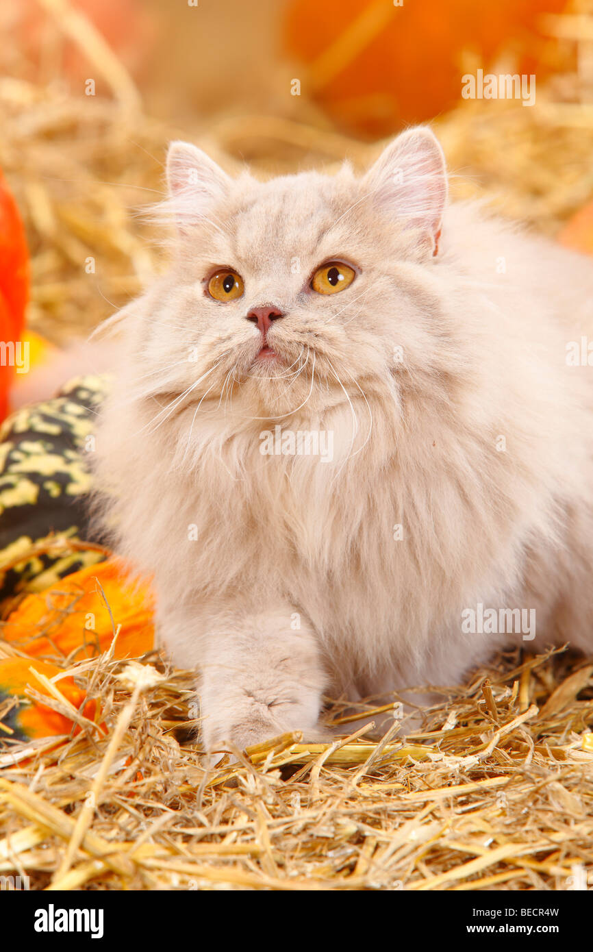 British Longhair Katze / Highlander, Flachland, Britanica, Stroh Stockfoto