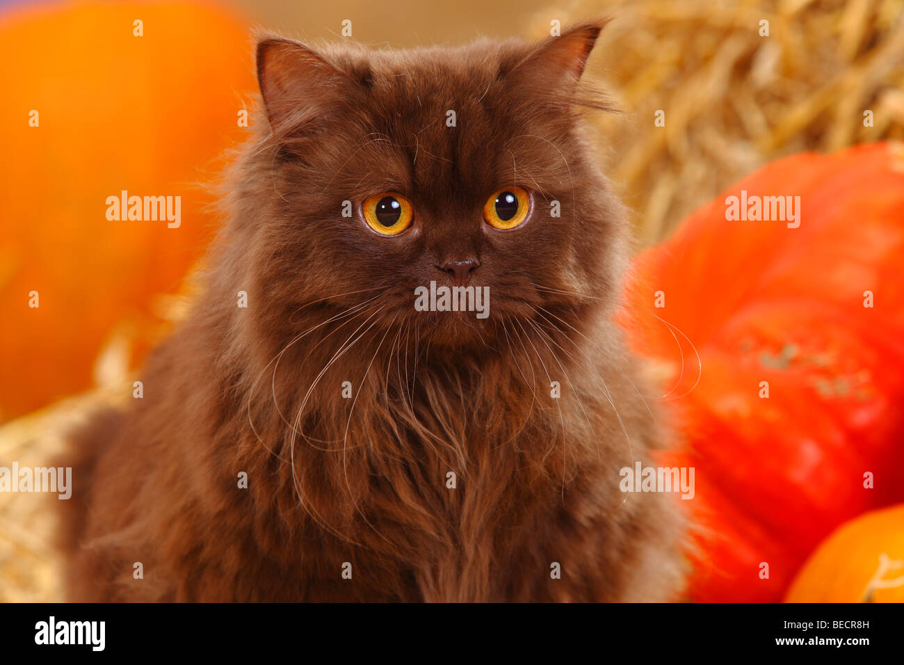 British Longhair Katze, Schokolade / Highlander, Flachland, Britanica Stockfoto
