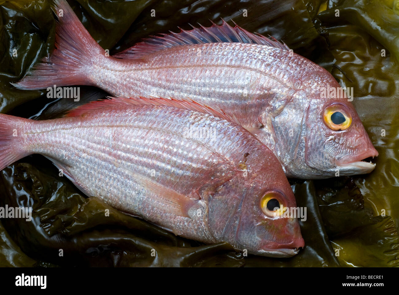 Gemeinsamen Pandora (Pagellus Erythrinus) am Meer Gürtel (Laminaria Saccharina) Stockfoto