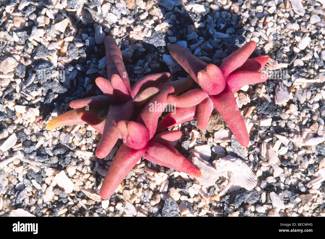 Blutungen Finger, Namibia, Afrika Stockfoto