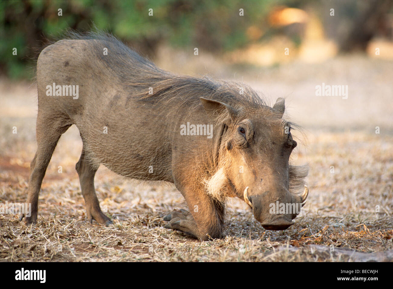 Warzenschwein (Phacochoerus Africanus) Fütterung, Südafrika, Afrika Stockfoto