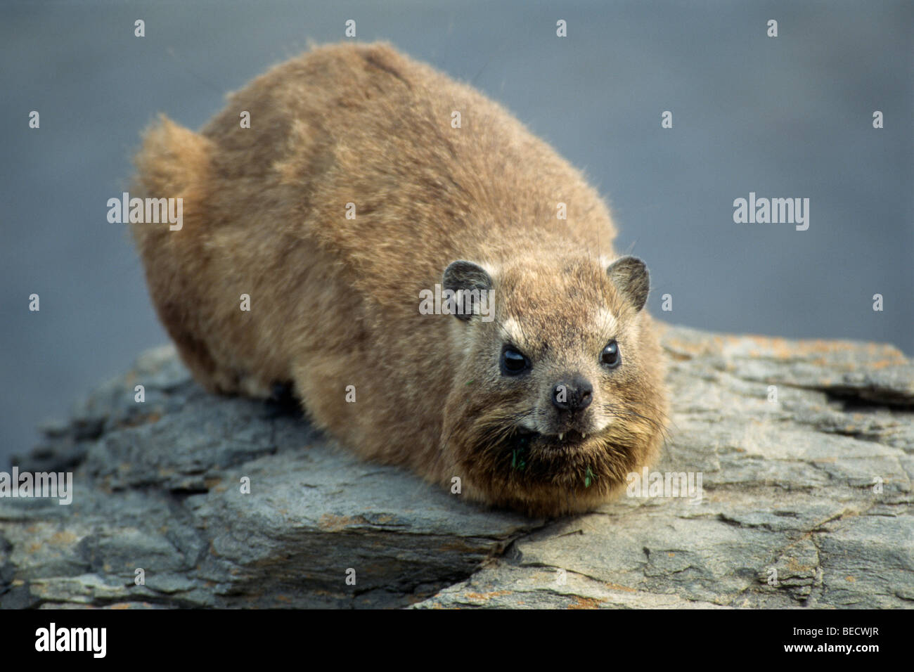 Cape Hyrax (Procavia Capensis), Südafrika, Afrika Stockfoto