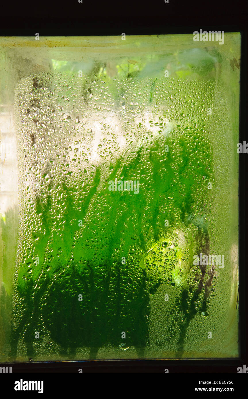 Kondenswasser am Fenster Stockfoto