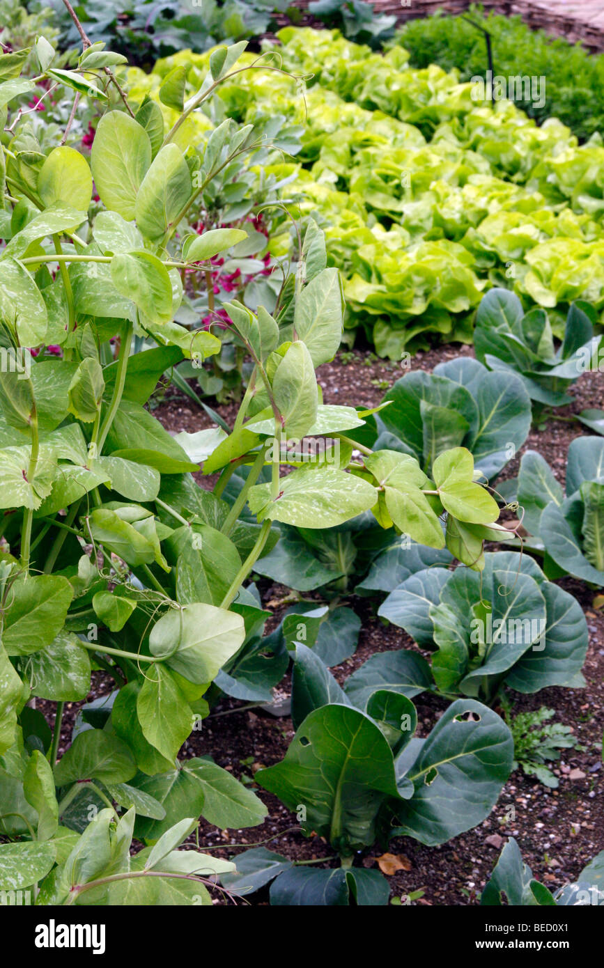 Gemüsegarten im frühen Mai Showning purpurrot blühenden Broan Bohne, Erbse "Feltham First", "Konkurrenzlos" Salat und Kohl "Hispi" Stockfoto